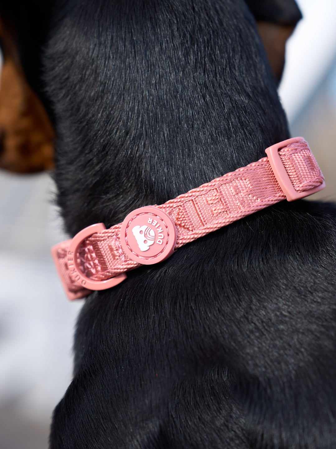 COLLAR PARA PERRO TERRACOTA