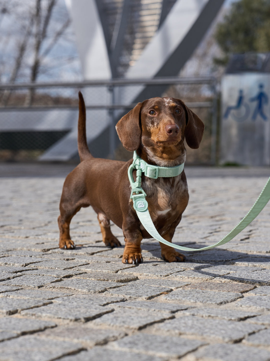 DOG COLLAR SOFT GREEN