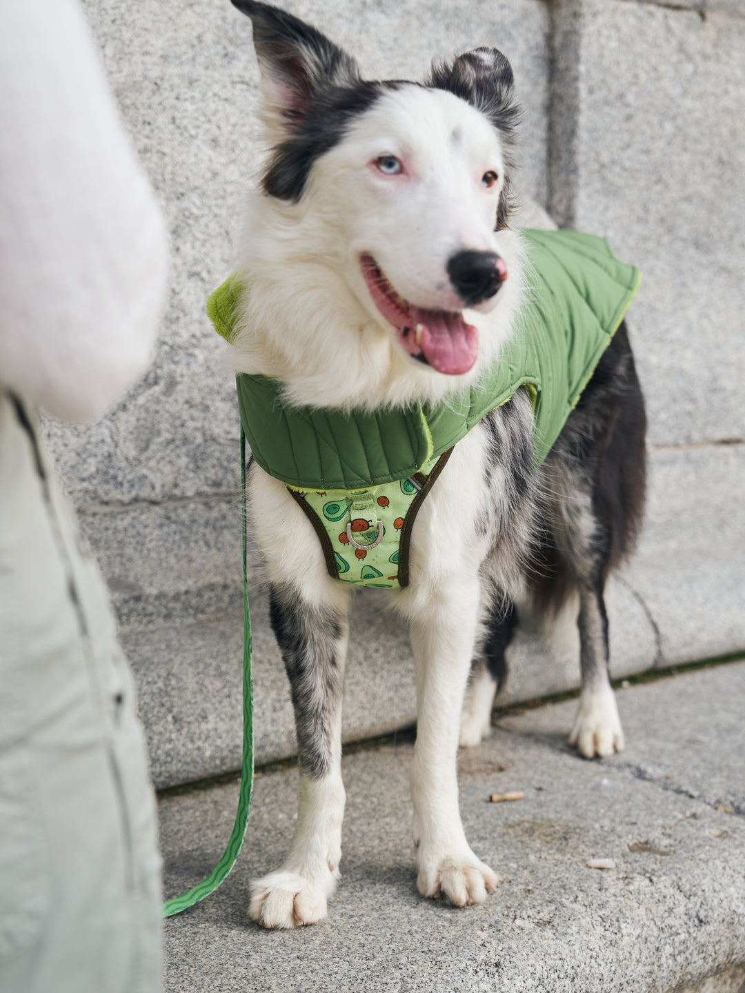 DOG COAT GREEN