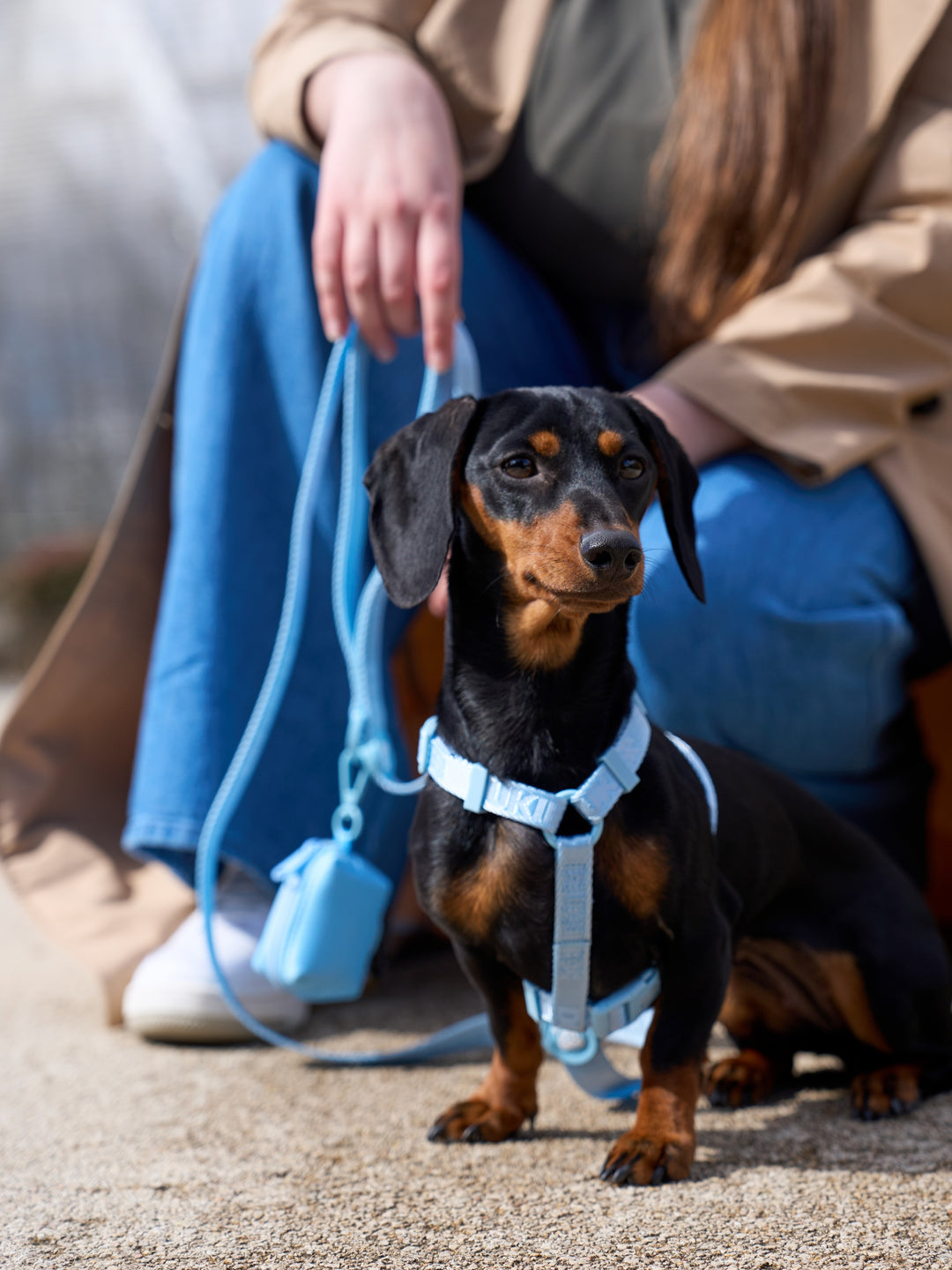 PETTORINA CLASSICA PER CANE SOFT BLUE