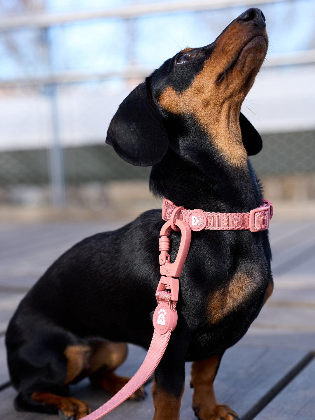 TRELA PARA CÃO TERRACOTA