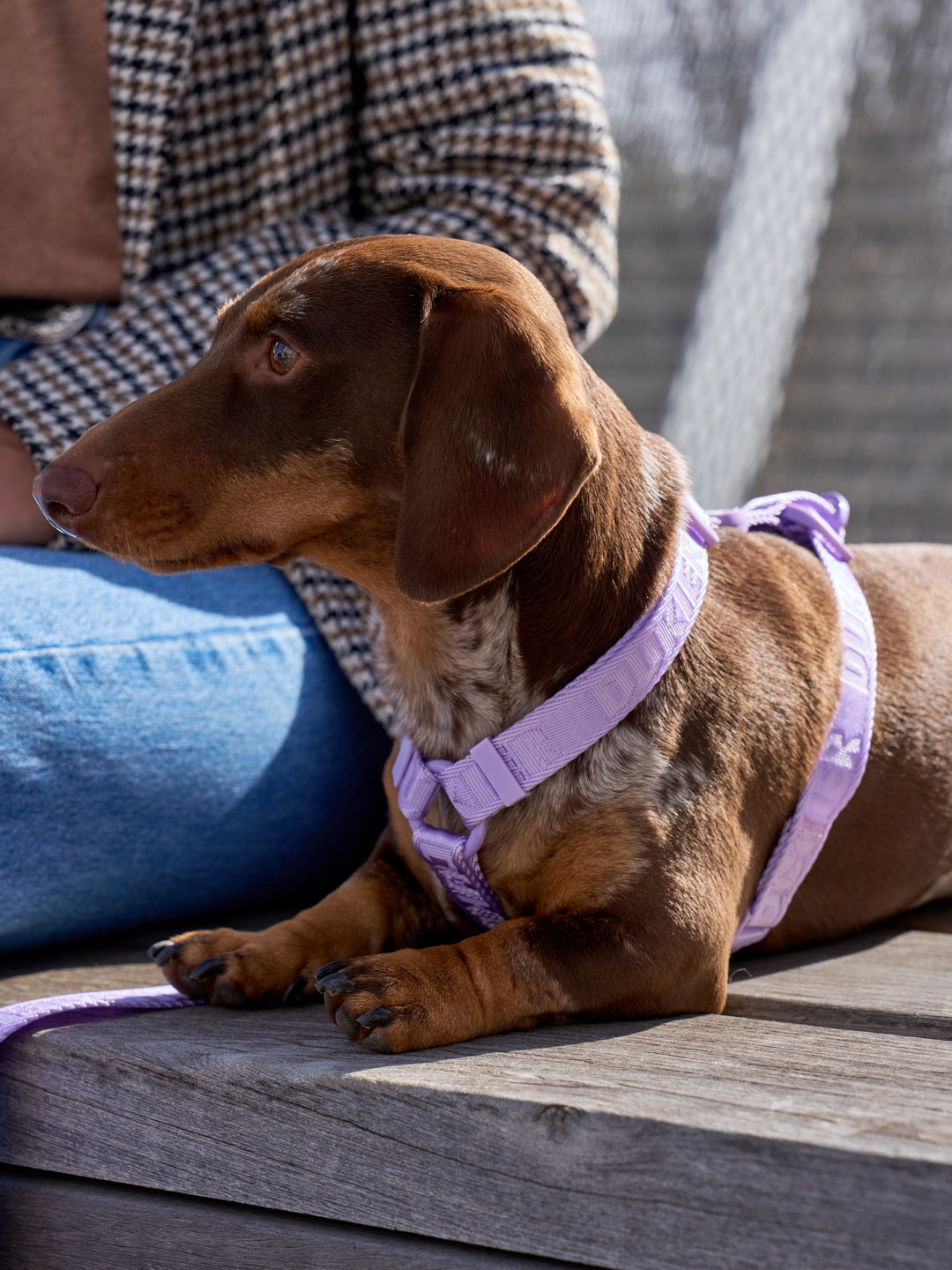 KLASSISCHES HUNDEGESCHIRR VIOLET