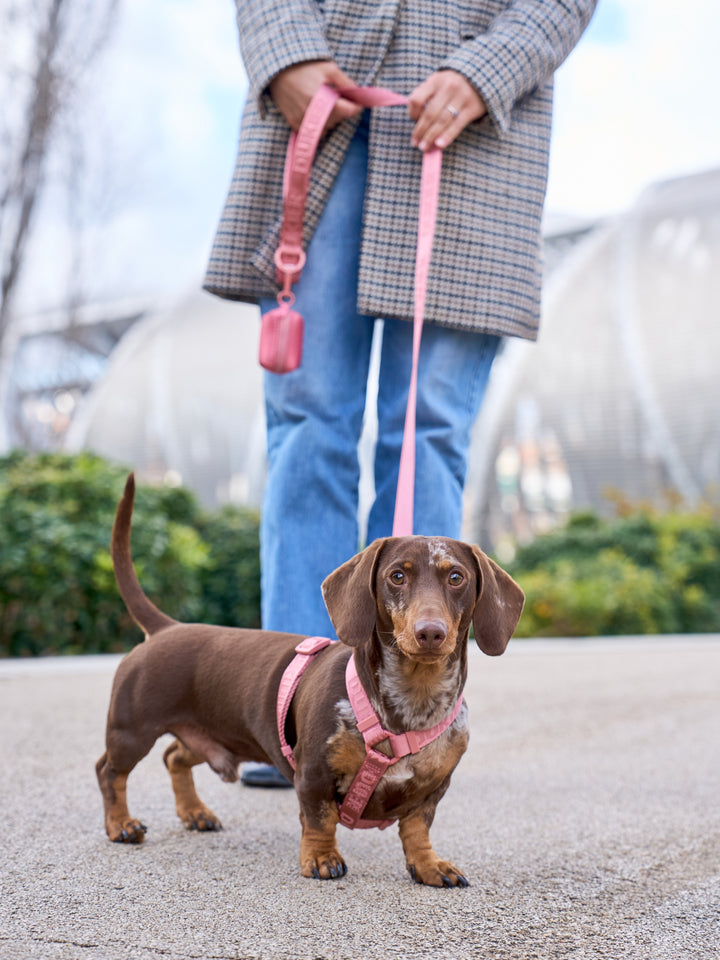 CLASSIC DOG HARNESS TERRACOTA