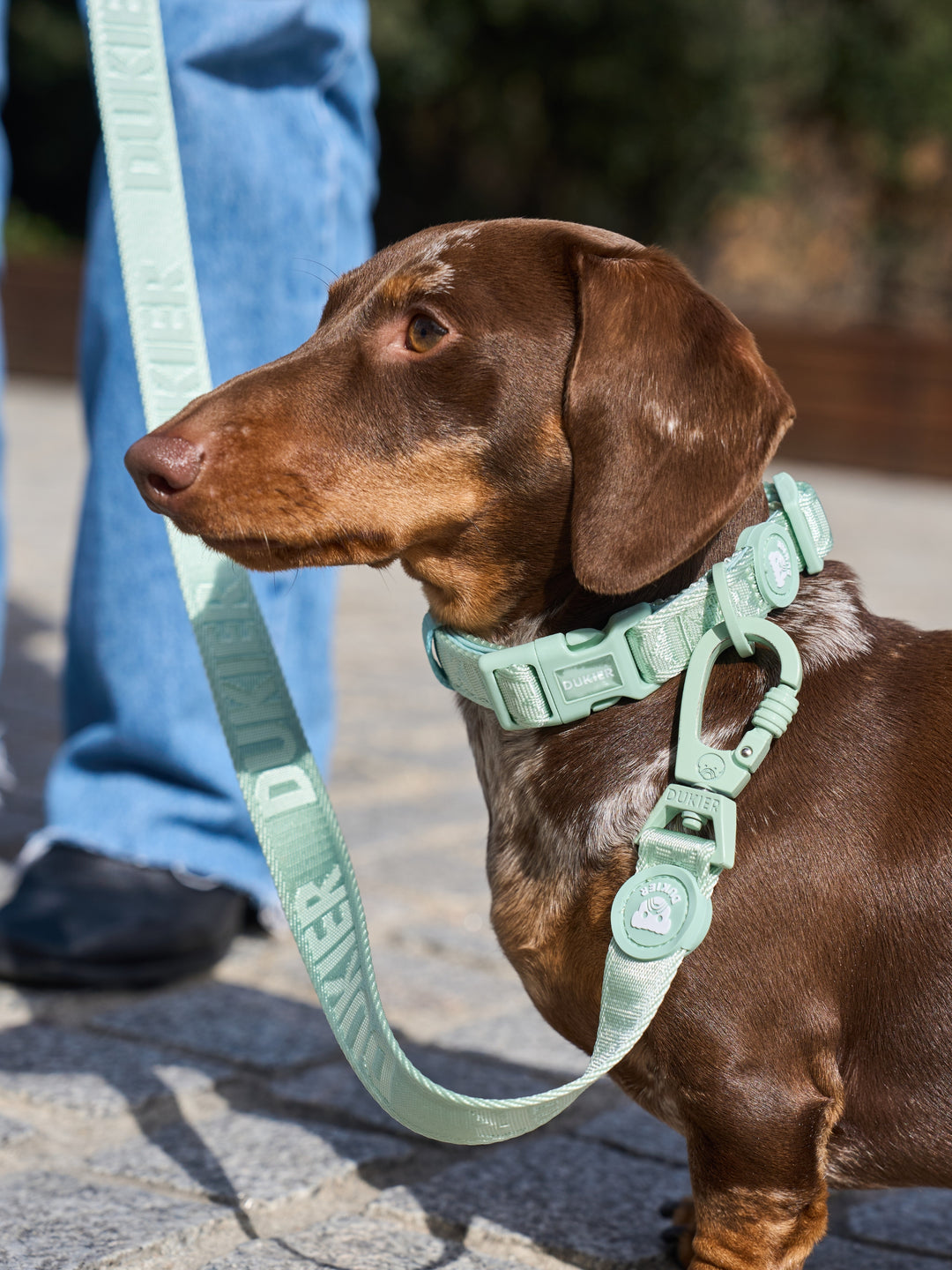 COLLIER SOFT GREEN POUR CHIEN