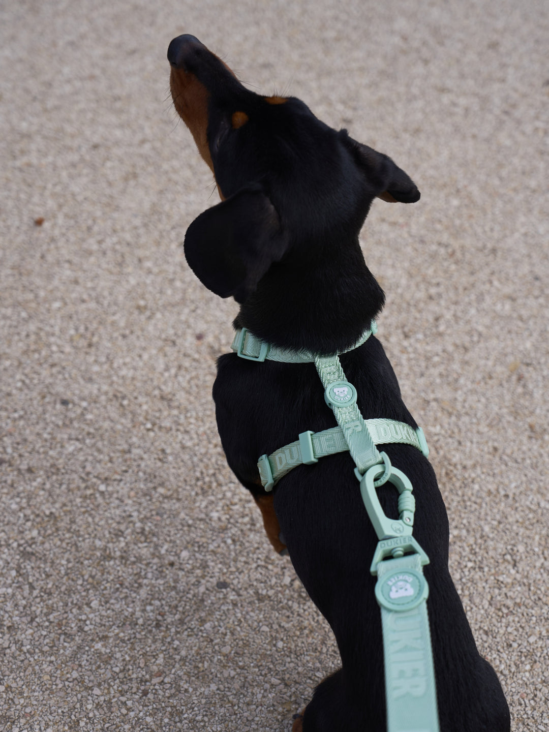 CLASSIC DOG HARNESS SOFT GREEN