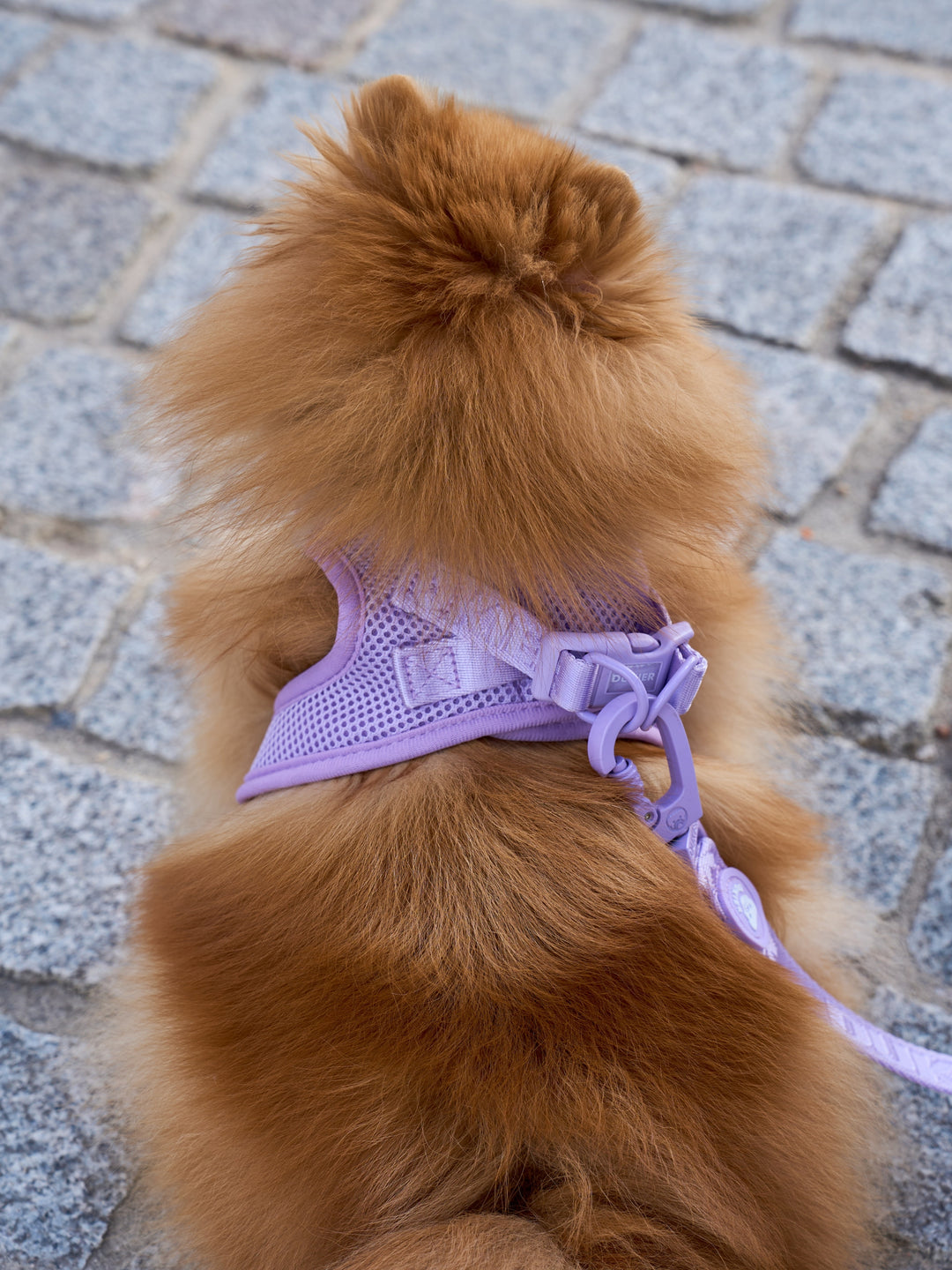 BODY HUNDEGESCHIRR VIOLET