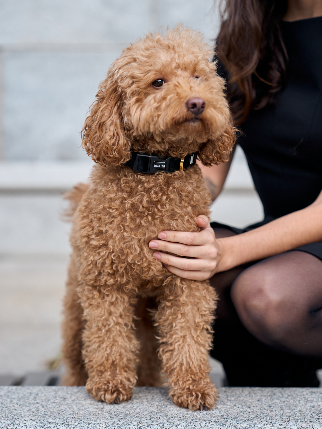 VELVET RED DOG COLLAR