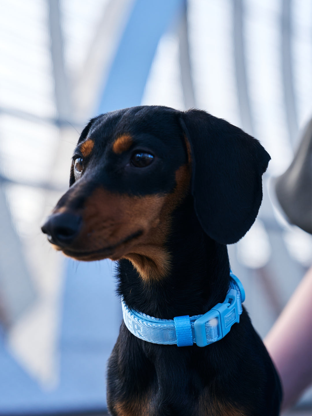 DOG COLLAR SOFT BLUE