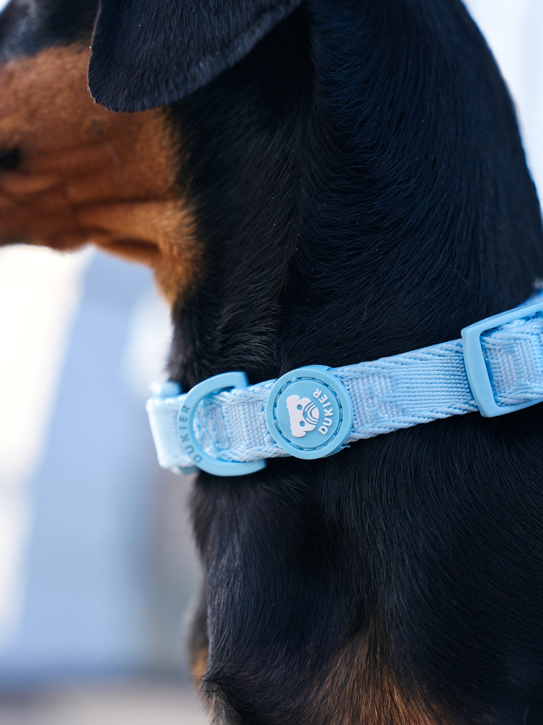 HUNDEHALSBAND SOFT BLUE