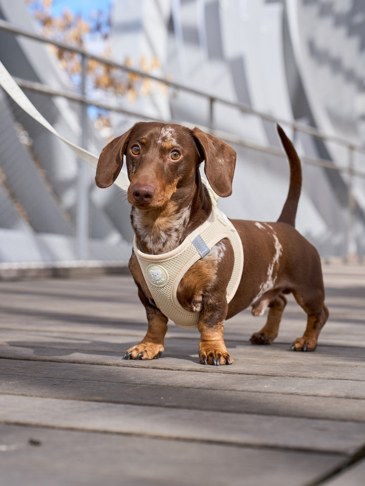 DOG BODY HARNESS BEIGE