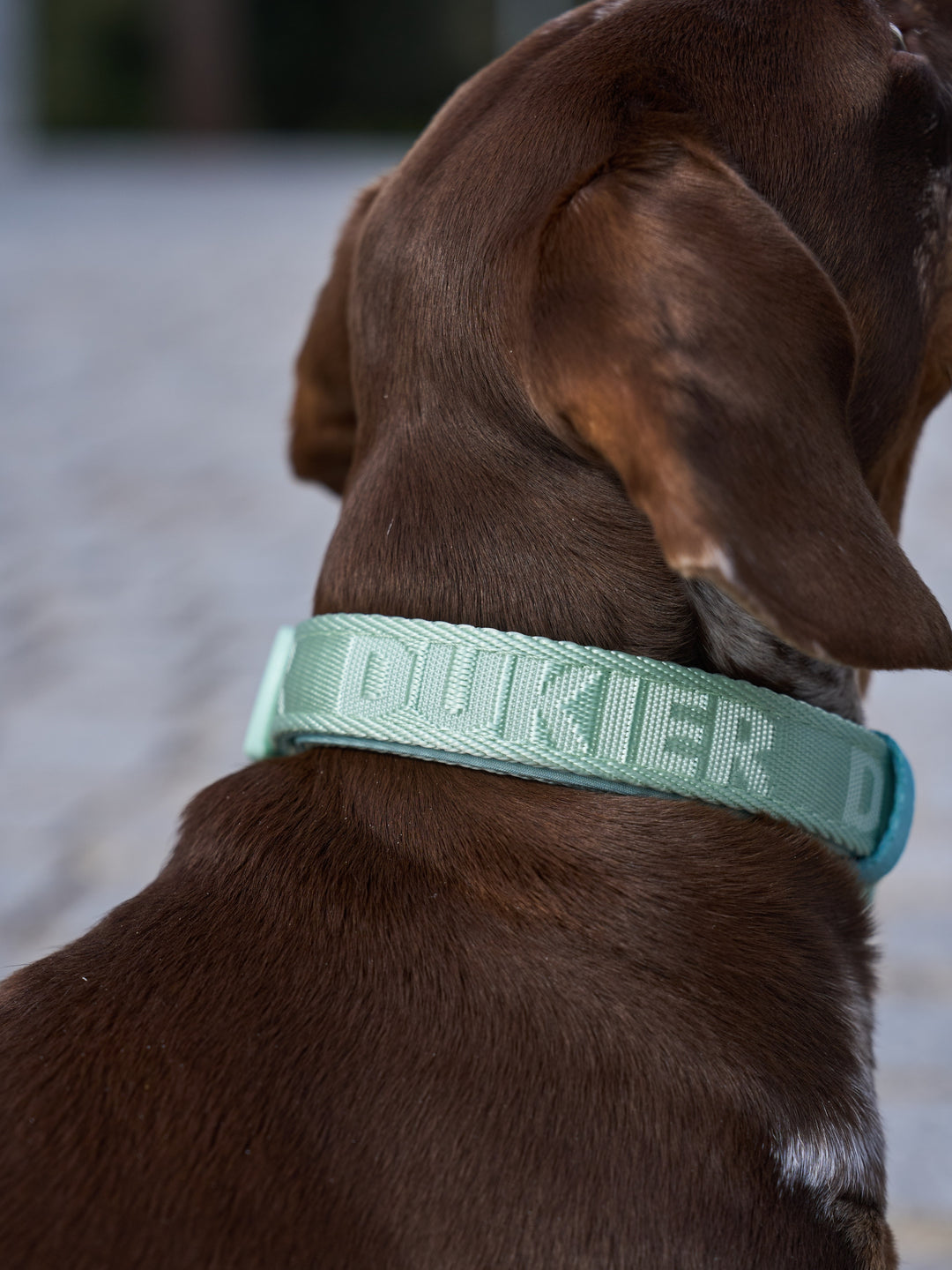 DOG COLLAR SOFT GREEN