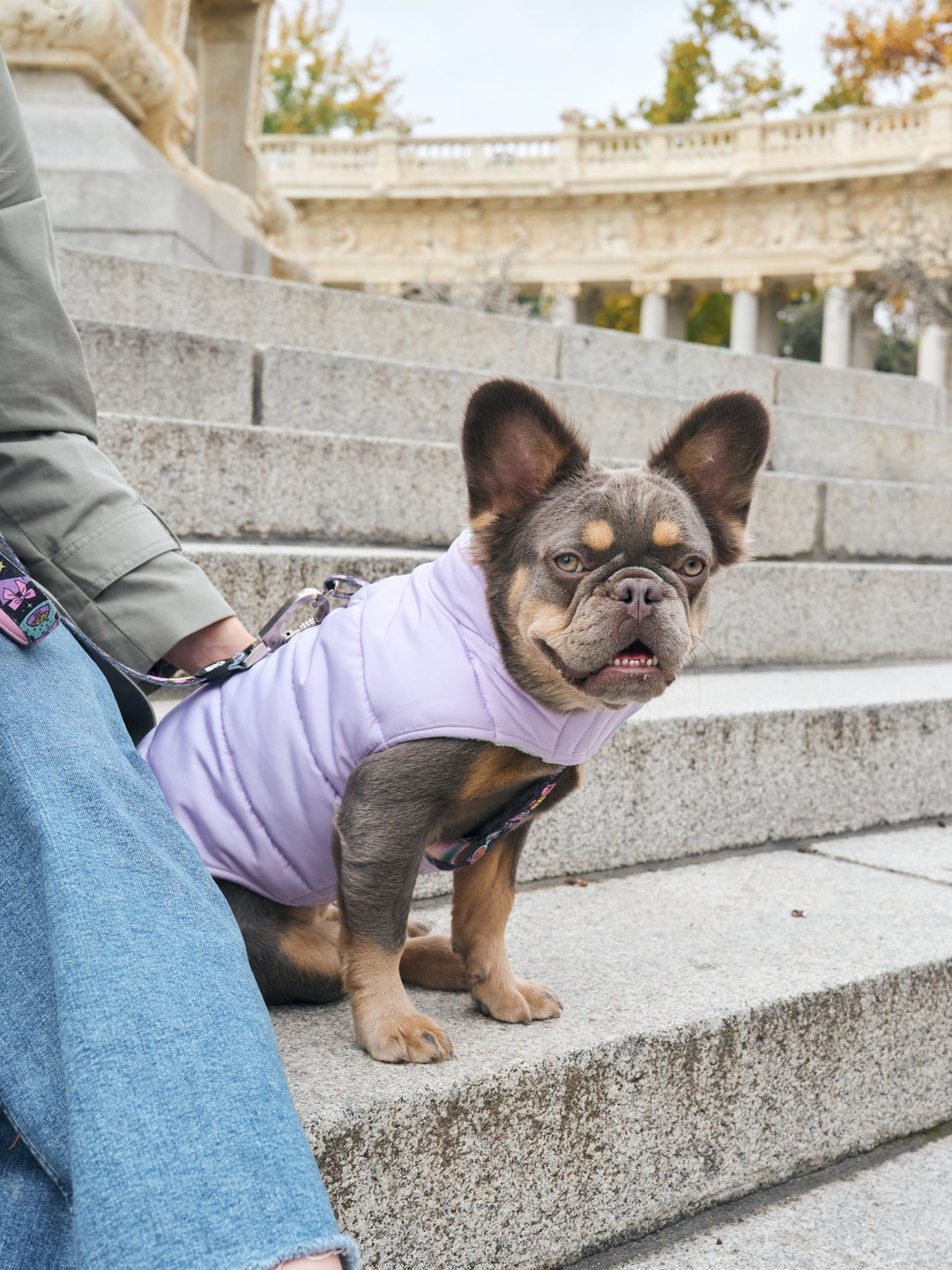 ABRIGO PARA PERRO PURPLE