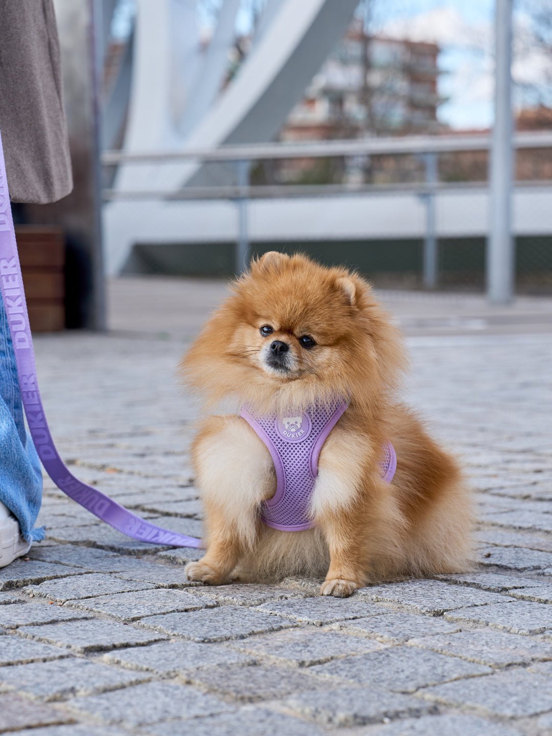 ARNÊS BODY PARA CÃES VIOLET