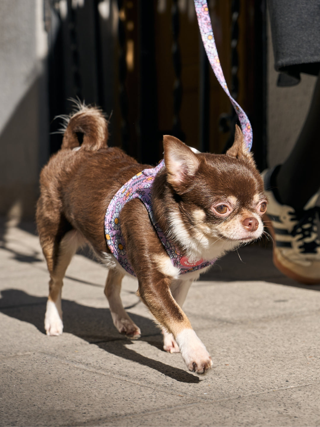 DOG BODY HARNESS FLOWER POWER