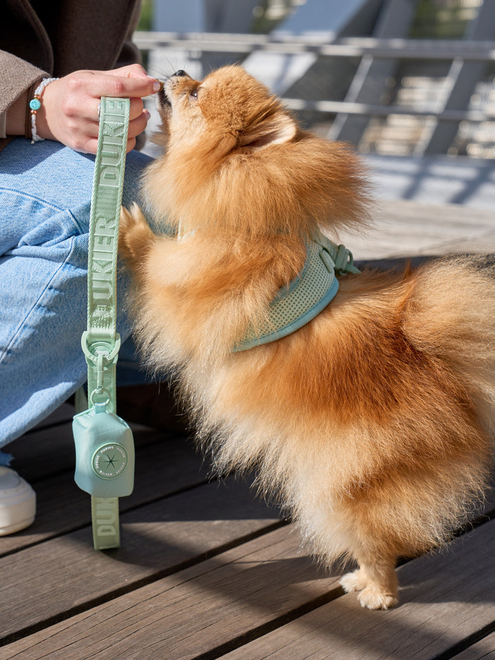 LEASH FOR DOGS SOFT GREEN