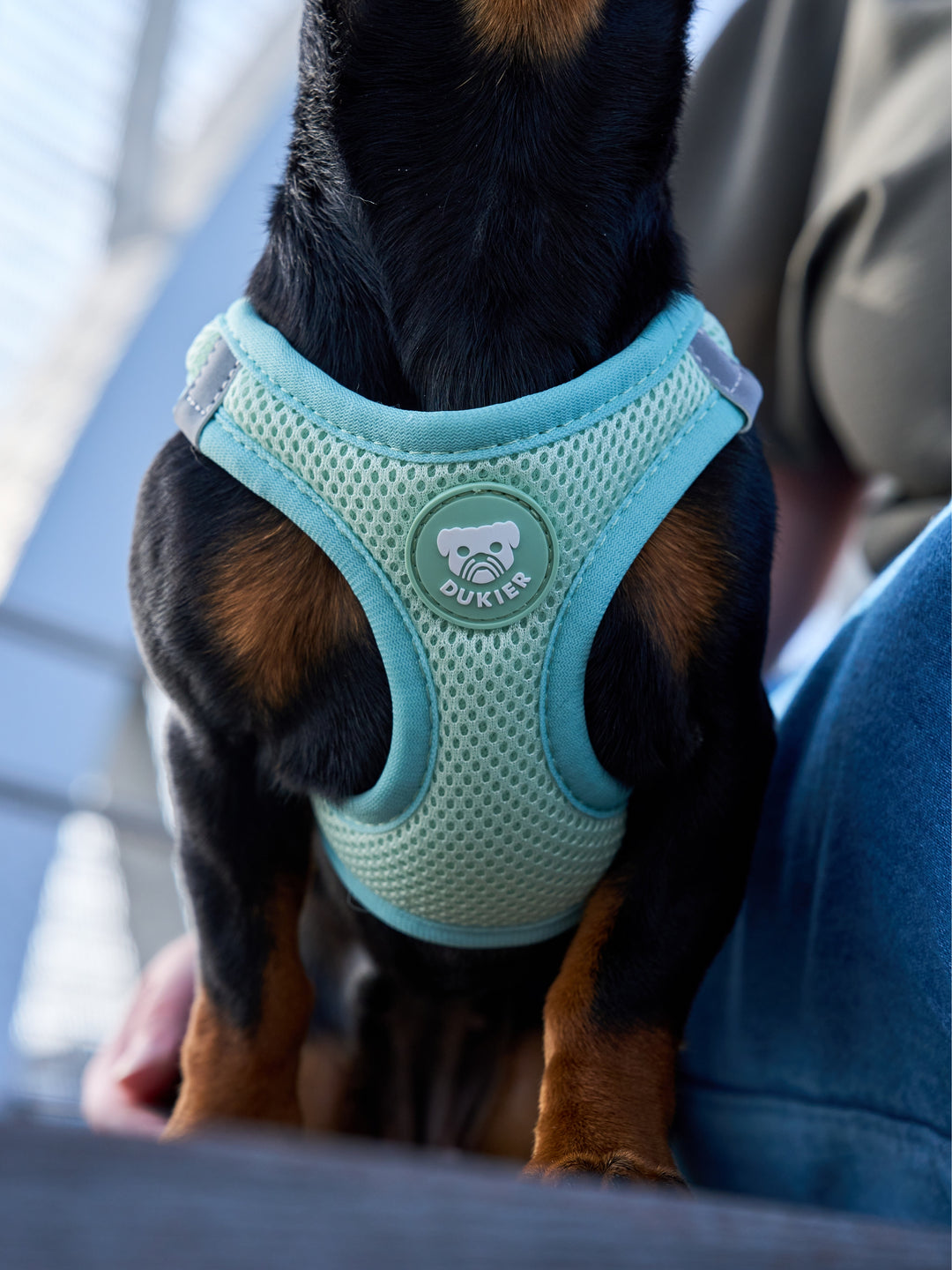 DOG BODY HARNESS SOFT GREEN