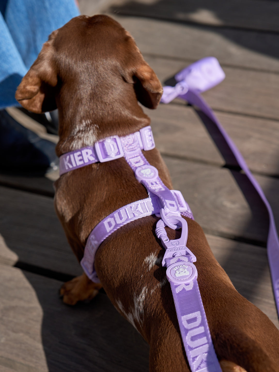 PETTORINA CLASSICA PER CANE VIOLET