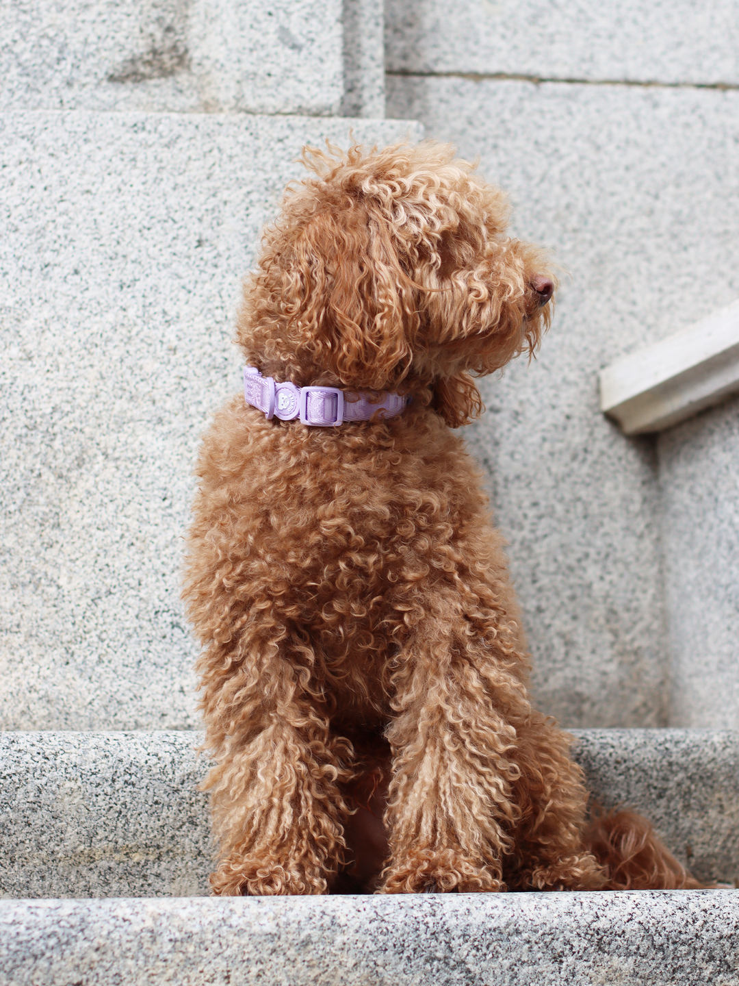 COLEIRA PARA CÃES VIOLET