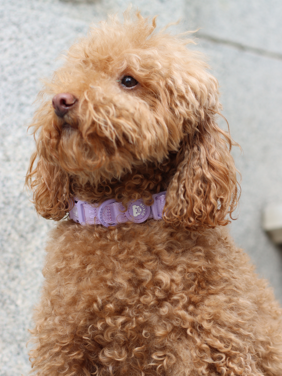 DOG COLLAR VIOLET