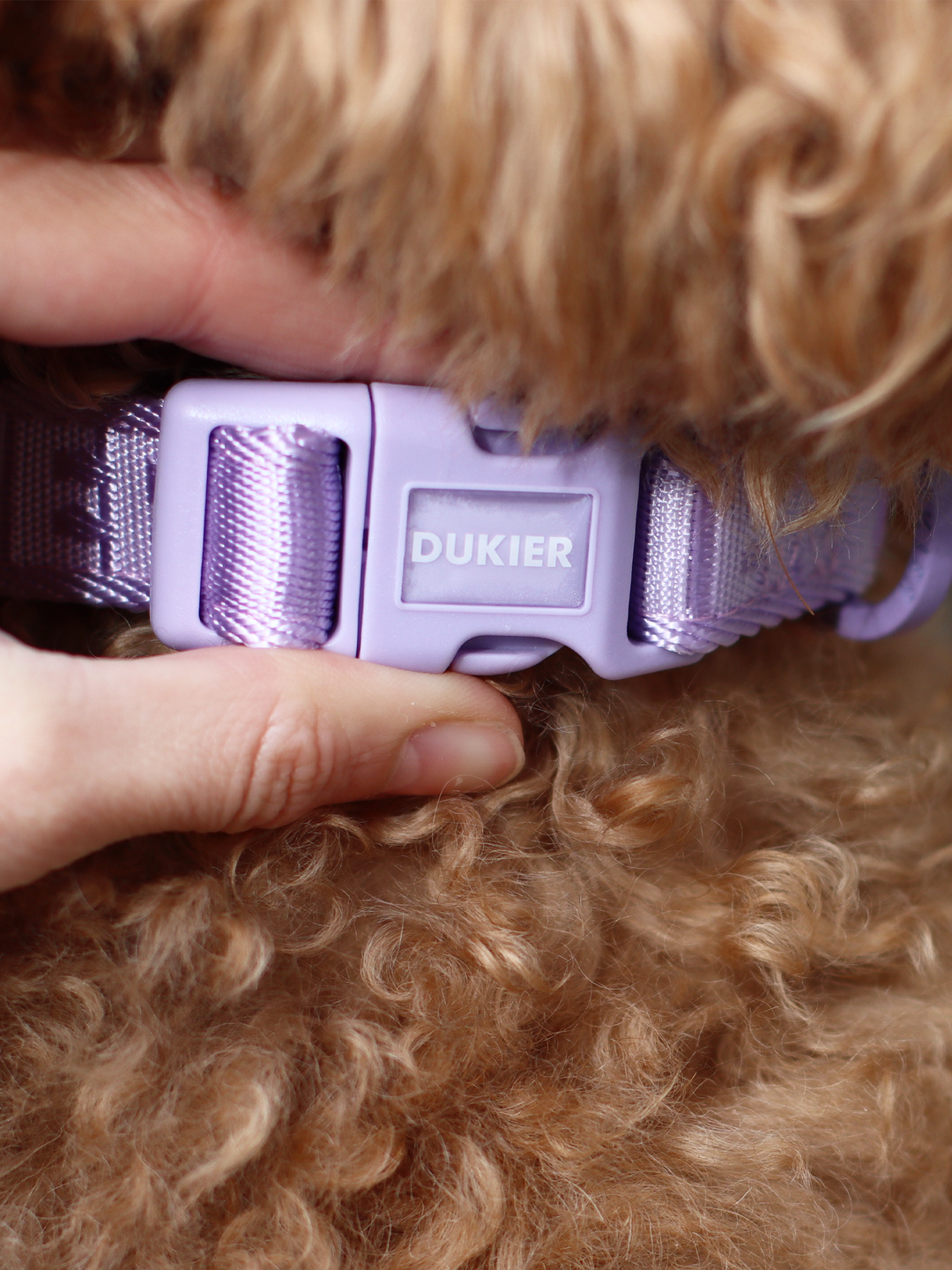 DOG COLLAR VIOLET