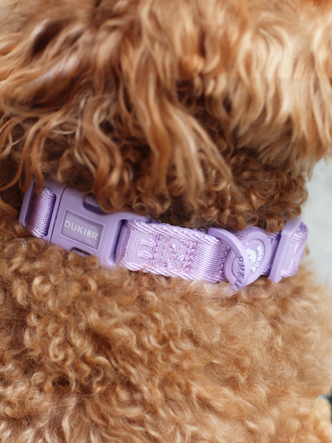 DOG COLLAR VIOLET