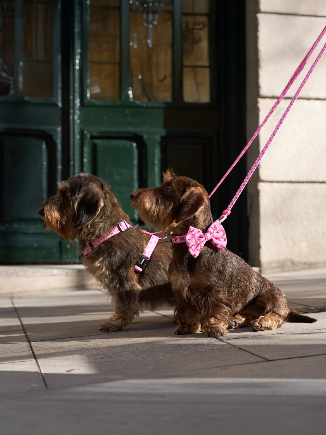 HARNAIS CLASSIQUE COQUETTE POUR CHIEN