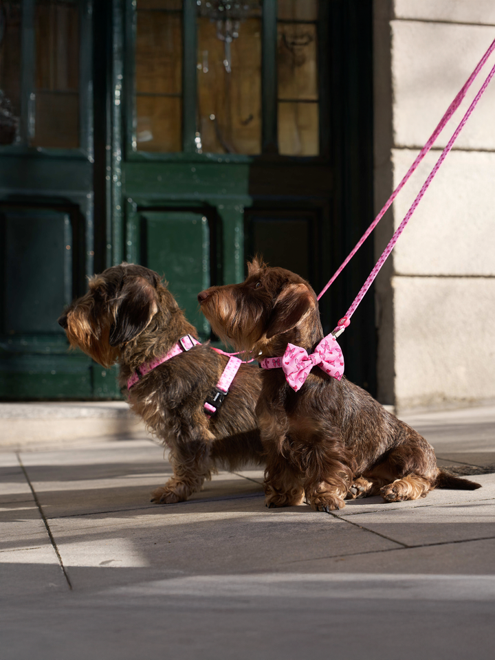 ARNÉS CLÁSICO PARA PERRO COQUETTE